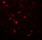MAP1LC3B Antibody